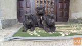 CANE CORSO rezervacija!!!