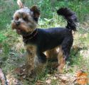 Kupim mladiča yorkshire terrierja black&tan (črnega) mini