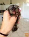 Na voljo čudovite opice za dojenčke marmoset