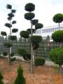 Topiary topiarji topiarij bonsai spirale Rasadnik Varaždin
