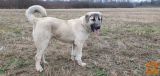 Kangal - samček