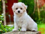 There are scary maltipoo puppies available
