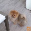 POMERANIAN PUPPY FOR ADOPTION