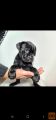 Cane Corso 2 mladička, samček in samička, 4 mesece