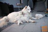 Samojed - Samoiedskaia Sabaka