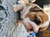 Lilac and Blue English Bulldog bitches