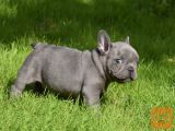 super francoski Buldog mladički