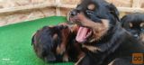 Rottweiler štenci vrhunskog podrijetla