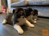 WONDERFUL LOVE AKITA PUPPIES, SILK