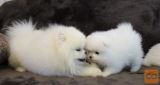 AVAILABLE KINDLY POMERAN PUPPY