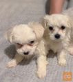 AVAILABLE MALTESE BABY AVAILABLE