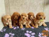Lepi Cavapoochons