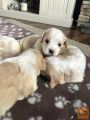 Čudoviti mladički Cavachon so pripravljeni
