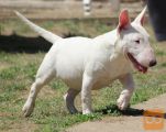 Mini Bull Terijer štenci | Miniature Bull Terrier