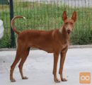 Faraonski Gonič - Pharaoh Hound