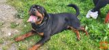 Rottweiler mladiči