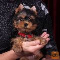  Yorkshire Terrier puppies for rehoming