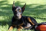 Doberman i Patuljasti pinc