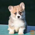 Velski korgi/Welsh Corgi Pembroke