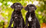 Rotvajler i Cane Corso