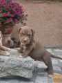 American Bully XL, Američki Buli štenci