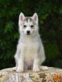 Siberian huski sibirski haski