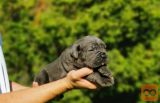Cane Corso Kane Korso žensko štene