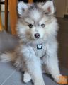 Na voljo so mladički pasme Pomsky.