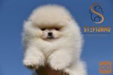 Pomeranac Boo štenci