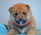 Shiba Inu prelepi štenci