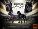 Cane corso prelepi stenci