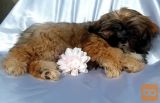 Shih poo (shih-tzu poodle)