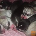 Sibirski husky FCI rodovnik