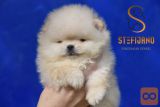 Pomeranac BOO medvedići, Pomeranski špic štenci