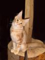 MAINE COON - FANTEK - 5 MESECEV 