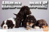 Lagotto Romagnolo mladički z rodovnikom – Idealni za družine