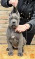 CANE CORSO štenci